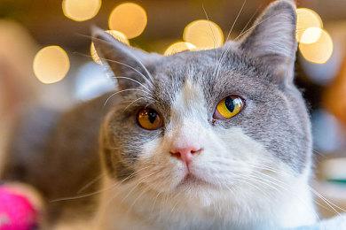 《层层恐惧》新作《Layers of Fears》现已上架Steam